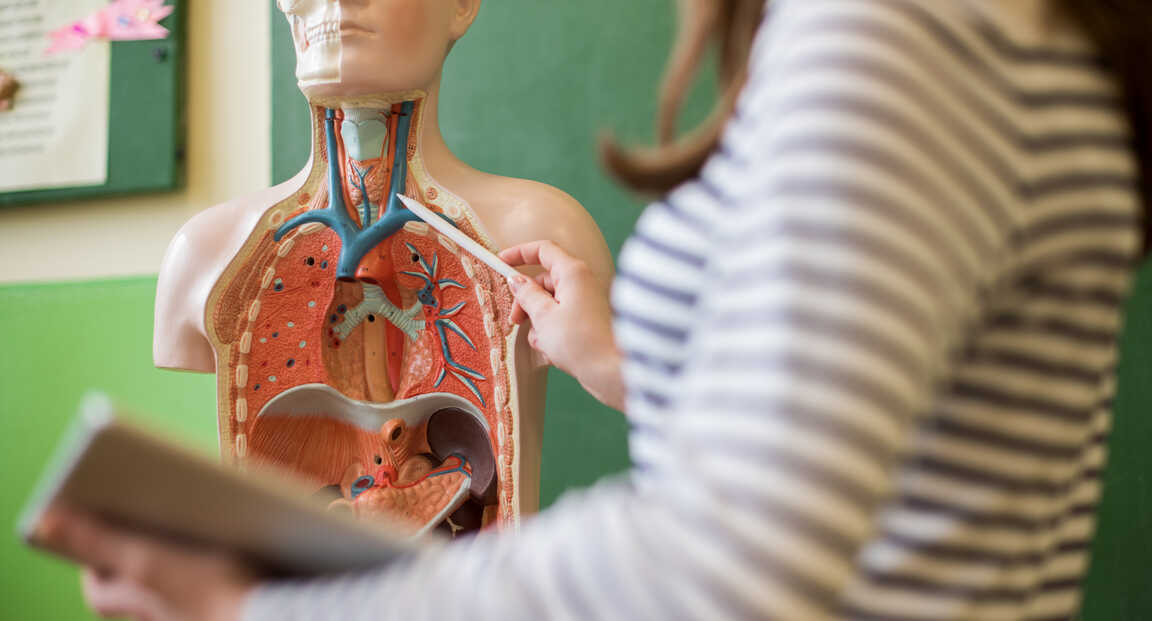 5+1 tipp anatómia tanuláshoz