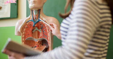 anatómia tanuláshoz